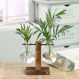 Hydroponic Transparent Plant Vases - Anniman Home Shop