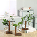 Hydroponic Transparent Plant Vases - Anniman Home Shop